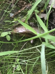 Plestiodon laticeps