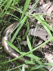 Plestiodon laticeps