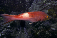 Bodianus unimaculatus