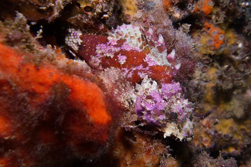 Southern Red Scorpionfish