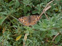 Junonia villida calybe