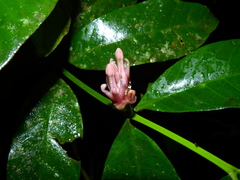 Tabernaemontana macrocalyx