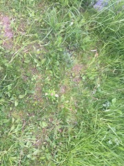 Bellis perennis
