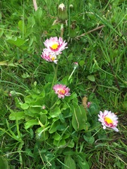 Bellis perennis