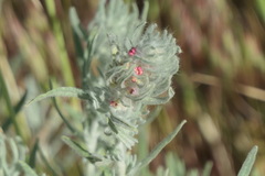 Artemisia cana