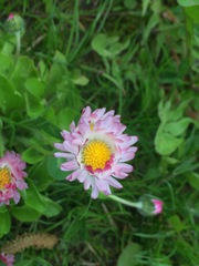 Bellis perennis
