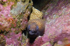 Gymnothorax prionodon