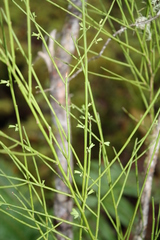 Carmichaelia odorata