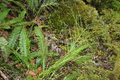 Carmichaelia odorata