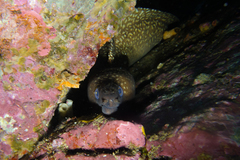 Gymnothorax prionodon