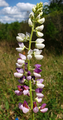 Lupinus perennis