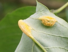Puccinia sparganioidis