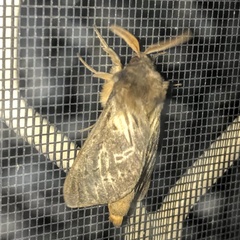 Oxycanus antipoda