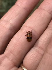 Clytra novempunctata