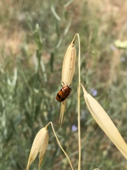 Clytra novempunctata