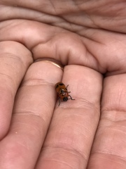 Clytra novempunctata