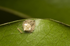 Eriovixia