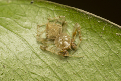 Eriovixia