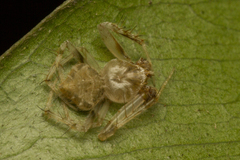 Eriovixia