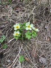 Trollius laxus