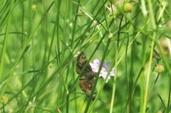 Erynnis juvenalis
