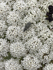 Mycterus curculioides