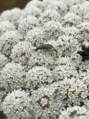 Mycterus curculioides