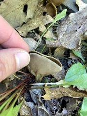 Helvella acetabulum