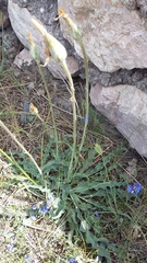 Takhtajaniantha crispa