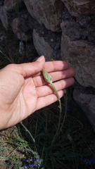 Takhtajaniantha crispa