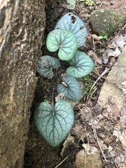 Viola walteri