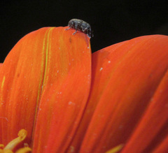 Neochetina eichhorniae