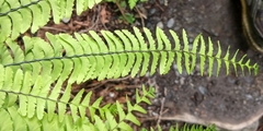 Adiantum aleuticum aleuticum