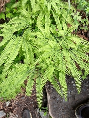 Adiantum aleuticum aleuticum