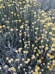 Santolina chamaecyparissus