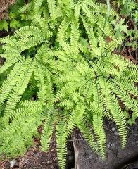 Adiantum aleuticum aleuticum