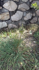Asphodeline taurica