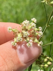 Asclepias verticillata