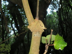 Pseudocoremia indistincta