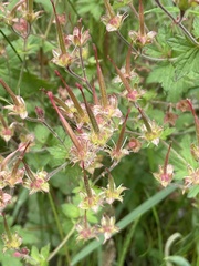 Geranium sylvaticum