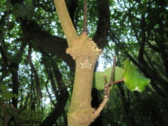 Pseudocoremia indistincta