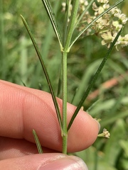 Asclepias verticillata