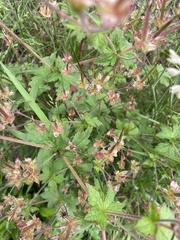 Geranium sylvaticum