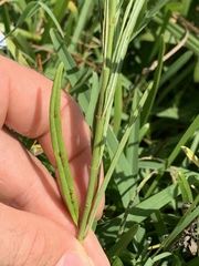 Asclepias verticillata
