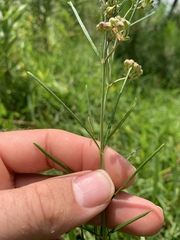 Asclepias verticillata