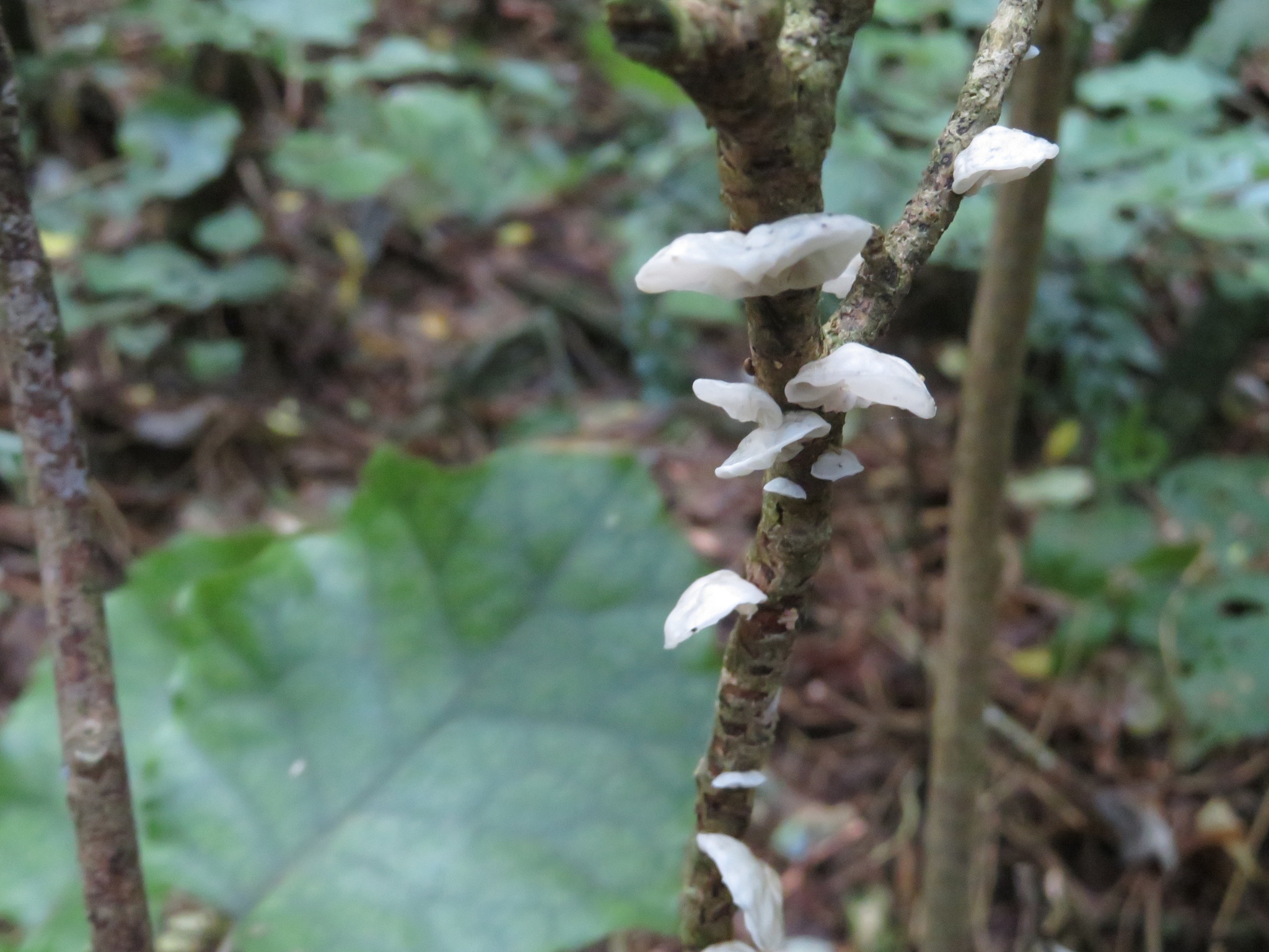 Campanella tristis image