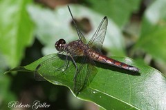 Erythrodiplax famula