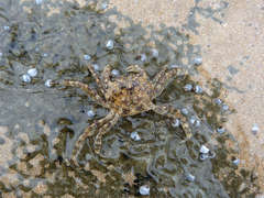 Burrowing Shore Crab