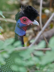 Crested Guineafowl photo 2