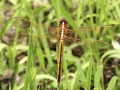 Libellula auripennis